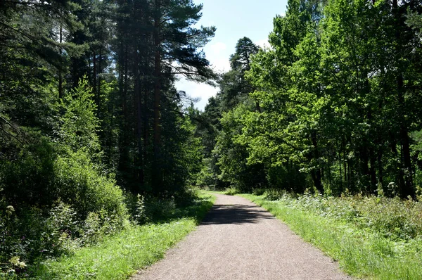 Drzewa Letnim Parku — Zdjęcie stockowe