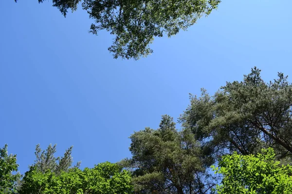 Branches Arbres Contre Ciel Bleu — Photo