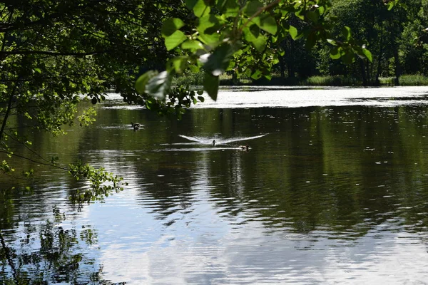 Teich Park Einem Sommertag — Stockfoto