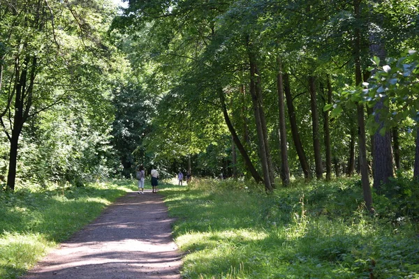 Bomen Een Zomer Park — Stockfoto