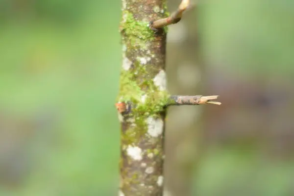 Mince Jeune Arbre Écorce Arbre — Photo