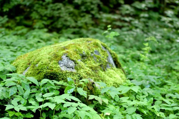 Bir Kayanın Üzerinde Yeşil Yosun — Stok fotoğraf