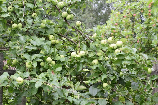Äpfel Ast Garten — Stockfoto