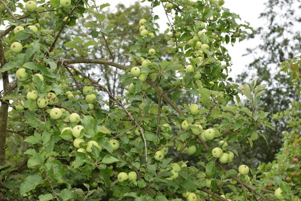 Pommes Sur Une Branche Dans Jardin — Photo