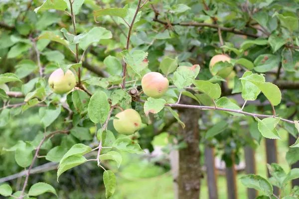 Πράσινα Μήλα Κλαδί Μηλιάς — Φωτογραφία Αρχείου