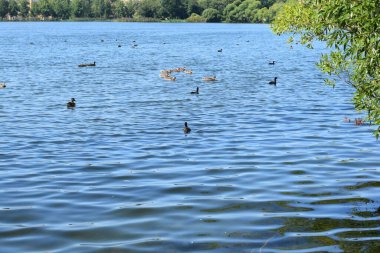 birds over the pond, summer day