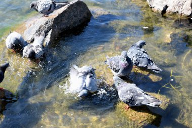 pigeon bathing, summer day, pigeons on the pond