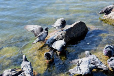 pigeon bathing, summer day, pigeons on the pond