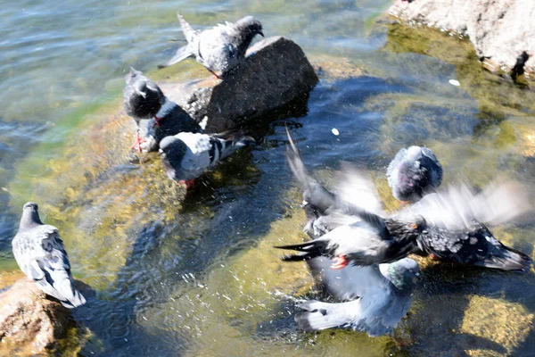 Taubenbaden Sommertag Tauben Teich — Stockfoto