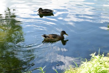 Parktaki gölette vahşi ördekler
