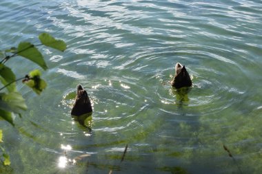 Parktaki gölette vahşi ördekler