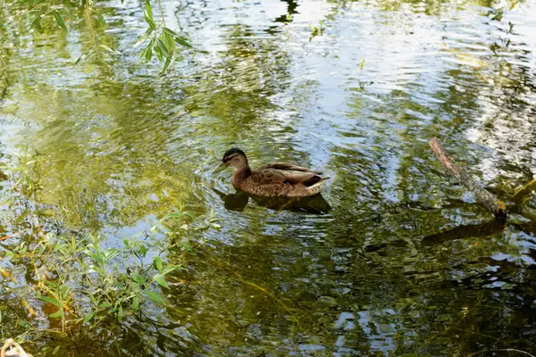 Anatre Selvatiche Uno Stagno Nel Parco — Foto Stock