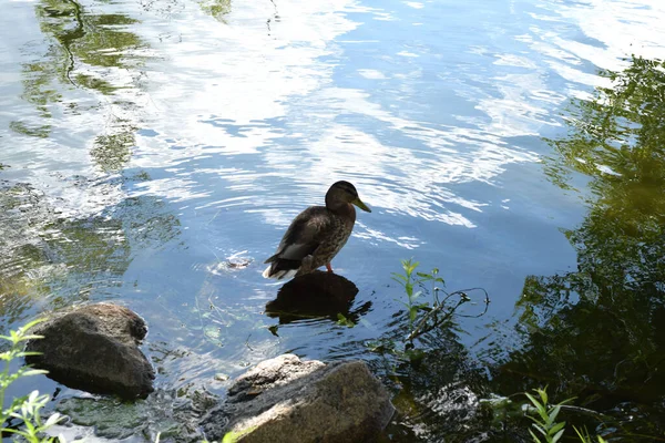 Wildenten Einem Teich Park — Stockfoto