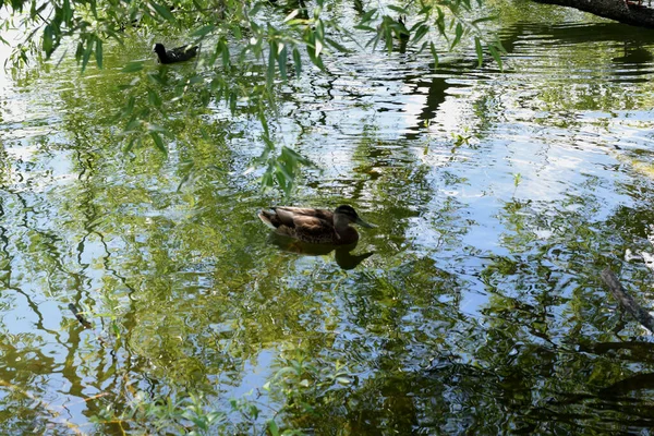 Canards Sauvages Dans Étang Dans Parc — Photo