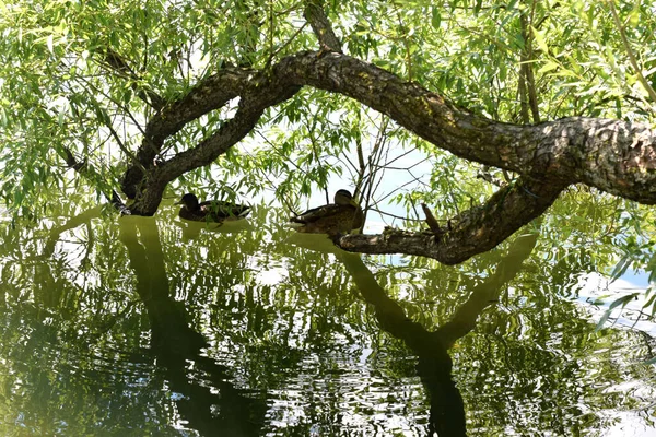 Wildenten Einem Teich Park — Stockfoto