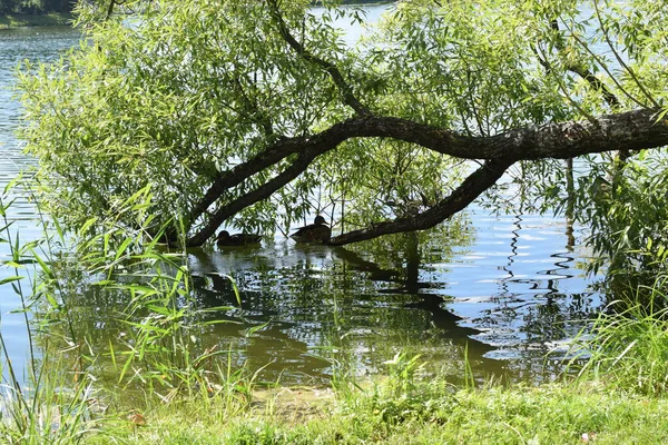 Wild Ducks Pond Park — Stock Photo, Image