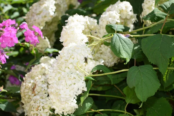 Hortensia Blanca Florece Jardín —  Fotos de Stock