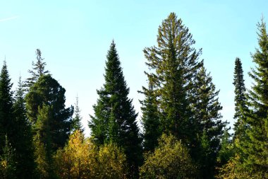 Ormanda sonbahar, Parkta ağaçlar