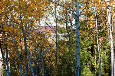 Ormanda sonbahar, Parkta ağaçlar