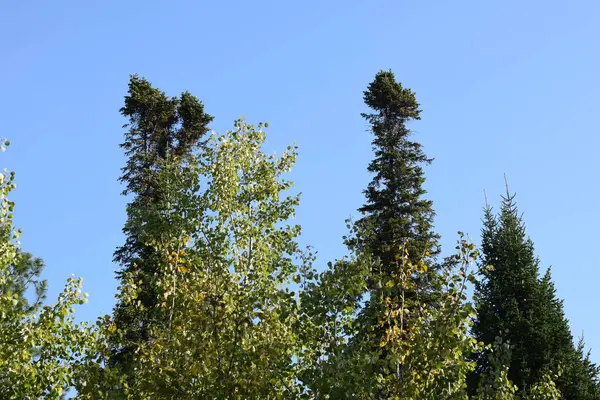 Alberi Nella Foresta Natura Parco — Foto Stock