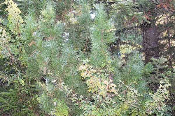 Arbres Dans Forêt Nature Parc — Photo