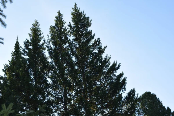 Alberi Nella Foresta Natura Parco — Foto Stock