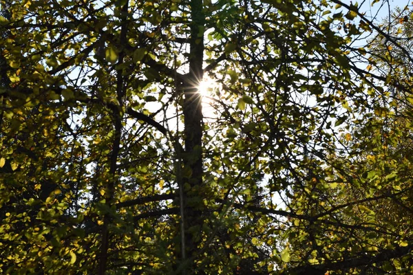 Ormanda Sonbahar Parkta Ağaçlar — Stok fotoğraf