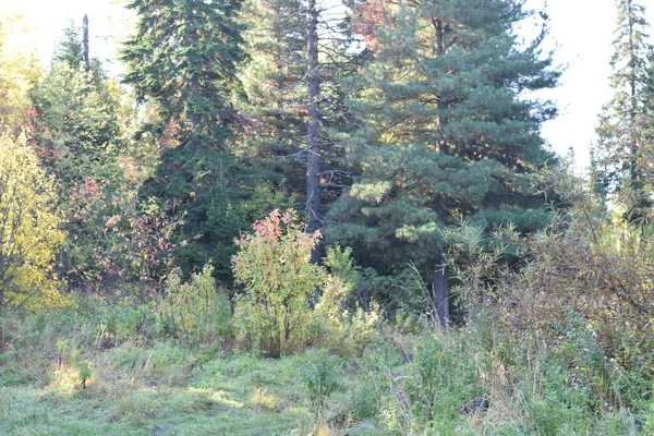 Outono Floresta Árvores Parque — Fotografia de Stock