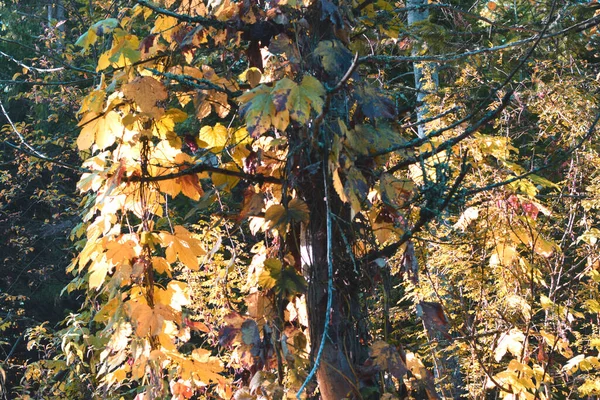 Automne Dans Forêt Arbres Dans Parc — Photo