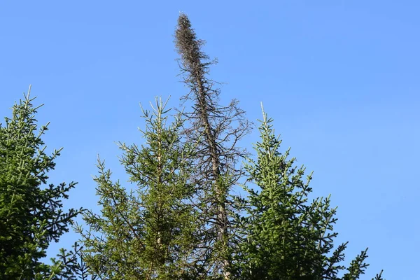 Höst Skogen Träd Parken — Stockfoto