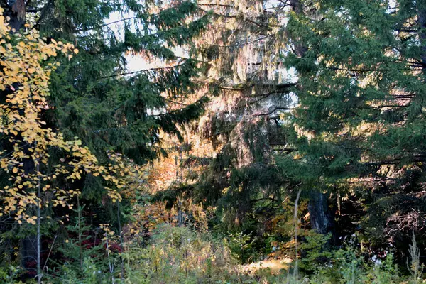 Outono Floresta Árvores Parque — Fotografia de Stock