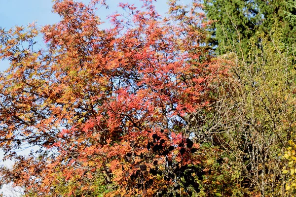 Podzim Lese Stromy Parku — Stock fotografie