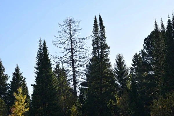 Осень Лесу Деревья Парке — стоковое фото