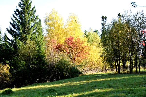 Ormanda Sonbahar Parkta Ağaçlar — Stok fotoğraf