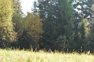 Sonbahar ormanındaki ağaçlar