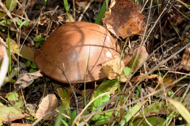 Ovadaki çimenlikte mantar