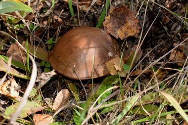 Ovadaki çimenlikte mantar