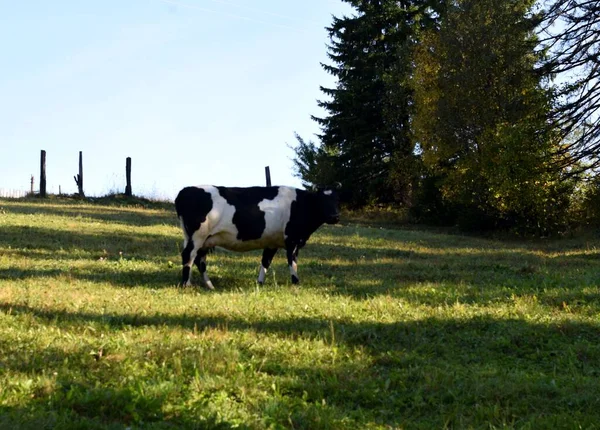 Vaca Pastando Claro —  Fotos de Stock