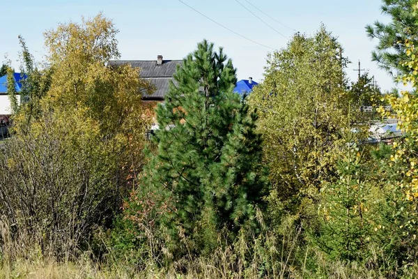 Деревья Осеннего Леса — стоковое фото