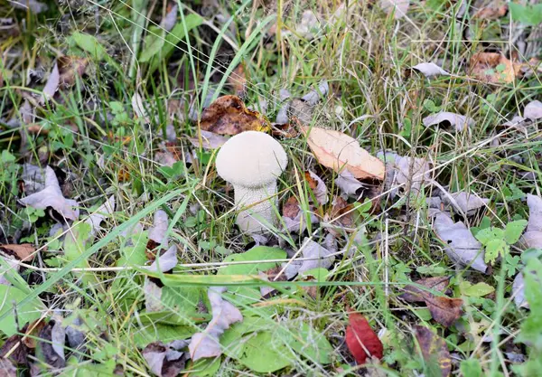 Cogumelo Grama Uma Clareira — Fotografia de Stock
