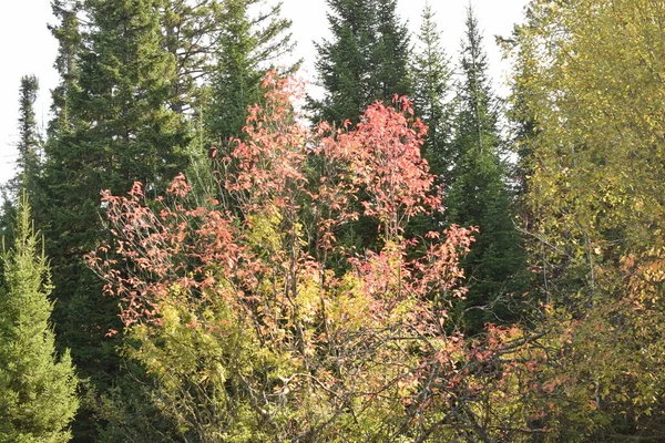 Les Arbres Dans Forêt Automne — Photo