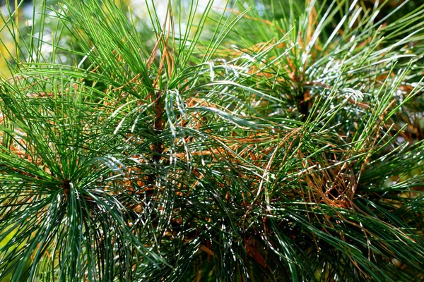 Branches Cedar Pine Coniferous Tree — Stock Photo, Image