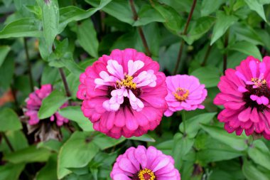 Bahçedeki parlak çiçekler