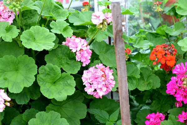 Blooming Geraniums Flowers Greenhouse — Stock Photo, Image