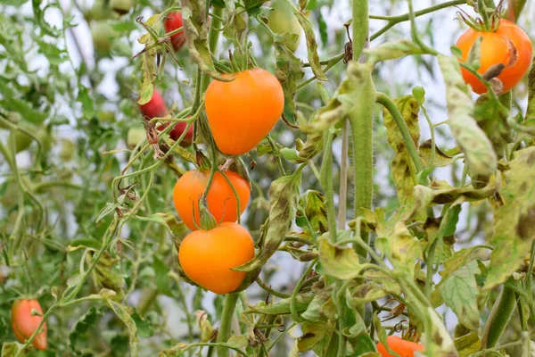 Mature Tomatoes Branch — Stock Photo, Image