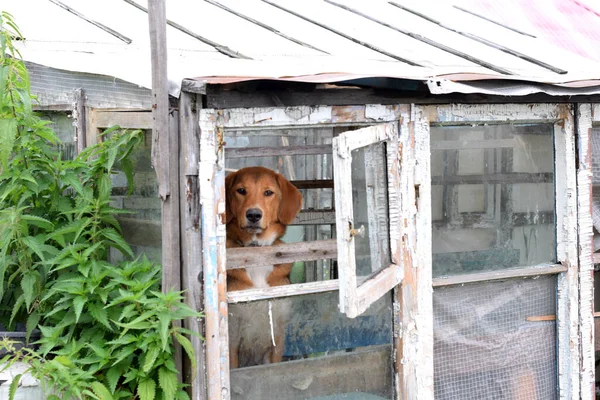 Der Hund Schaut Aus Dem Fenster — Stockfoto