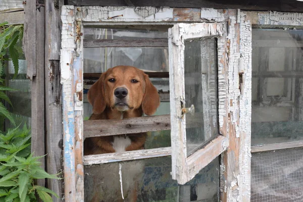 Cão Olha Pela Janela — Fotografia de Stock