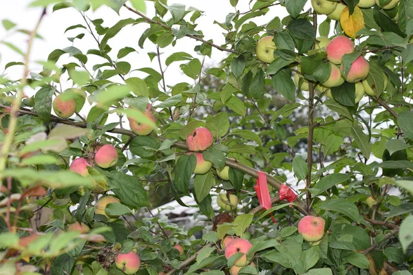 Elma Ağacında Olgun Elmalar — Stok fotoğraf
