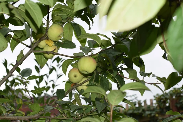 Maçãs Maduras Uma Árvore Apple — Fotografia de Stock