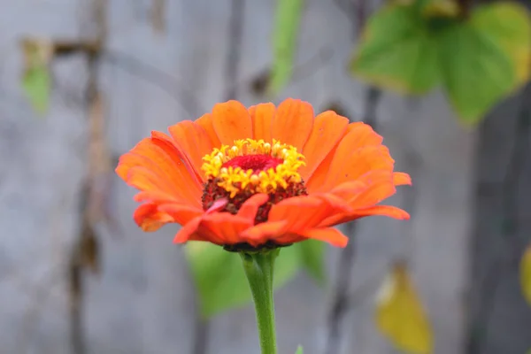 Leuchtende Blumen Garten — Stockfoto